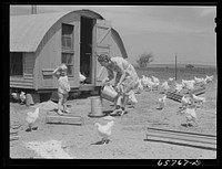 [Untitled photo, possibly related to: Lancaster County, Nebraska. Mrs. Lynn May, FSA (Farm Security Administration) borrower, feeding chickens]. Sourced from the Library of Congress.