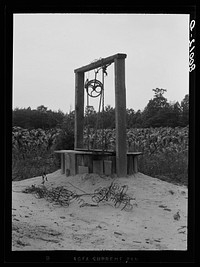 Ambrose well. In the background there is a cornfield. Ridge, Maryland. Saint Mary's County. Sourced from the Library of Congress.