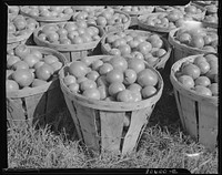 [Untitled photo, possibly related to: Fresh-picked tomatoes ready for canning. Dorchester County, Maryland]. Sourced from the Library of Congress.