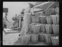 Fresh from the field, tomatoes ready for canning. Lennord Cannery, Cambridge, Maryland. Sourced from the Library of Congress.