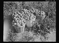 [Untitled photo, possibly related to: Loaded basket ready for truck. Dorchester County, Maryland]. Sourced from the Library of Congress.