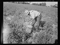 [Untitled photo, possibly related to: All the picking of tomatoes is done by hand, but most of the labor is local, the pickers living the year around doing odd jobs or going on relief between seasons. Dorchester County, Maryland]. Sourced from the Library of Congress.