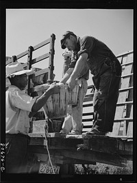 [Untitled photo, possibly related to: Pickers load their baskets directly onto the truck bound for packing plant. Dorchester County, Maryland]. Sourced from the Library of Congress.