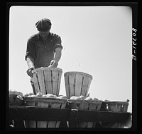 [Untitled photo, possibly related to: Piling up the last baskets on truck loaded for packing plant. Dorchester County, Maryland]. Sourced from the Library of Congress.