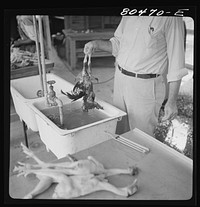 [Untitled photo, possibly related to: Scalding chickens prior to plucking. FSA (Farm Security Administration) canning station, Coffee County, Alabama]. Sourced from the Library of Congress.