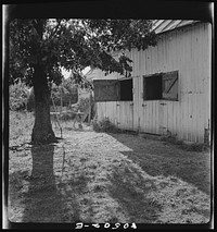 Barn on chicken farm owned and operated by a woman near Haymarket, Virginia. Sourced from the Library of Congress.