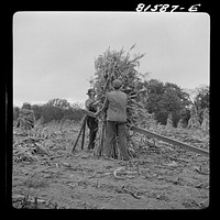 Putting up a shuck of corn on Mambert farm near Coxsackie, New York. Sourced from the Library of Congress.