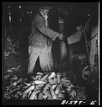 [Untitled photo, possibly related to: Shucking corn on the Mambert farm near Coxsackie, New York]. Sourced from the Library of Congress.