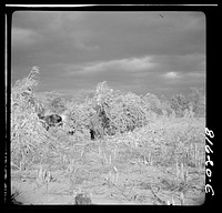 [Untitled photo, possibly related to: Harvesting corn husks on farm by the Hudson, New York]. Sourced from the Library of Congress.