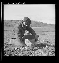 [Untitled photo, possibly related to: Hired man on the Daxtater dairy farm near Little Falls, New York]. Sourced from the Library of Congress.