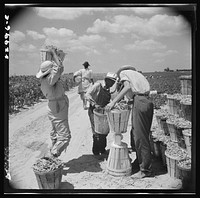 Bridgeton, New Jersey. Seabrook Farm. Weighing in beans before loading on trucks. Sourced from the Library of Congress.