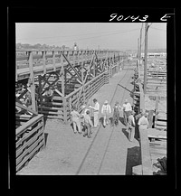 [Untitled photo, possibly related to: Cattle in pens at Union Stockyards before auction sale. Omaha, Nebraska]. Sourced from the Library of Congress.
