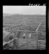 [Untitled photo, possibly related to: Cattle being inspected by commission men and buyers before auction sale. Union Stockyards, Omaha, Nebraska]. Sourced from the Library of Congress.
