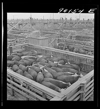 [Untitled photo, possibly related to: Cattle being inspected by commission men and buyers before auction sale. Union Stockyards, Omaha, Nebraska]. Sourced from the Library of Congress.