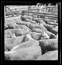 Cattle in pens at the Union Stockyards before the auction sale. Omaha, Nebraska. Sourced from the Library of Congress.