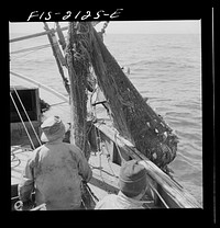 Provincetown, Massachusetts. Aboard the Frances and Marion, a Portuguese drag trawler, fishing off Cape Cod. The trawl coming aboard. Sourced from the Library of Congress.