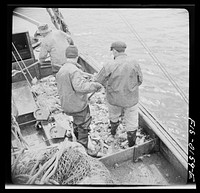 [Untitled photo, possibly related to: Provincetown, Massachusetts. Aboard the Frances and Marion, a Portuguese drag trawler, fishing off Cape Cod. The trawl coming aboard]. Sourced from the Library of Congress.
