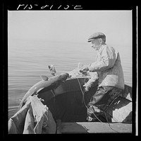 Hauling in a cod aboard a Portugese fishing dory off Cape Cod, Massachusetts. Sourced from the Library of Congress.