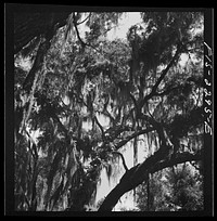 Parris Island, South Carolina. Spanish moss covered trees along the road to the U.S. Marine Corps glider detachment training camp. Sourced from the Library of Congress.