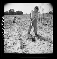 Greenbelt, Maryland. Tenants cultivating their garden plot. Each tenant receives a fifty foot plot. It costs him a dollar to have it plowed, and he must then take care of it himself, or make some arrangement with a neighbor. Plots are situated outside the housing zone. Sourced from the Library of Congress.