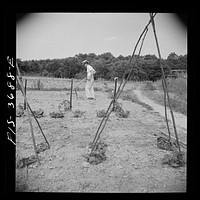 [Untitled photo, possibly related to: Greenbelt, Maryland. Residents working in their garden plot]. Sourced from the Library of Congress.