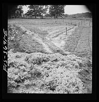 [Untitled photo, possibly related to: Greenbelt, Maryland. Residents working in their garden plot]. Sourced from the Library of Congress.