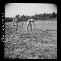 [Untitled photo, possibly related to: Greenbelt, Maryland. Residents working in their garden plot]. Sourced from the Library of Congress.