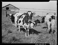 Detroit (vicinity), Michigan. Guernsey cows on a farm. Sourced from the Library of Congress.