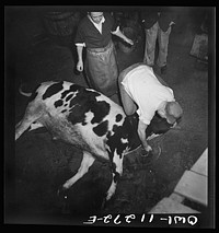 Lititz, Pennsylvania. Cutting the throat of a steer in Benjamin Lutz's slaughterhouse. Sourced from the Library of Congress.