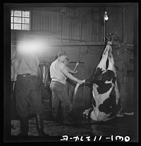 [Untitled photo, possibly related to: Lititz, Pennsylvania. Hoisting a slaughtered steer in Benjamin Lutz's slaughterhouse]. Sourced from the Library of Congress.