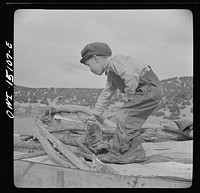 Trampas, New Mexico. Patricio Lopez helping to unload wood for his father, Juan Lopez, the majordomo (mayor). Sourced from the Library of Congress.