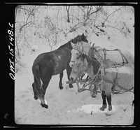 Trampas, New Mexico. Loose stock followed Juan Lopez, the majordomo (mayor), and his team into the mountains, apparently for company, and spent the time munching dead oak leaves in the snow. Sourced from the Library of Congress.