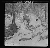 [Untitled photo, possibly related to: Trampas, New Mexico. The United States Forest service marked this dead tree. Juan Lopez, the majordomo (mayor), and his son cut it down, split it up, and carry it home for fuel]. Sourced from the Library of Congress.