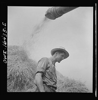 [Untitled photo, possibly related to: Jackson, Michigan. Threshing machine throwing chaff]. Sourced from the Library of Congress.