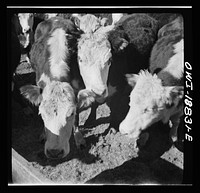 [Untitled photo, possibly related to: Moreno Valley, Colfax County, New Mexico. Cattle in a corral]. Sourced from the Library of Congress.