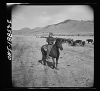 [Untitled photo, possibly related to: Moreno Valley, Colfax County, New Mexico. George Mutz's daughter holding cattle on the winter range for feeding]. Sourced from the Library of Congress.
