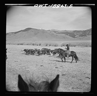 [Untitled photo, possibly related to: Moreno Valley, Colfax County, New Mexico. George Mutz's daughter holding cattle on the winter range for feeding]. Sourced from the Library of Congress.