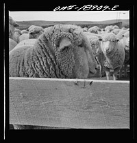 [Untitled photo, possibly related to: Los Cordovas (vicinity), west of Taos, Taos County, New Mexico. Sheep on a Spanish-American ranch]. Sourced from the Library of Congress.
