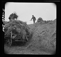 Moreno Valley, Colfax County, New Mexico. Pitching hay into a hay rack for winter feeding on George Mutz's ranch. Sourced from the Library of Congress.