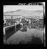 [Untitled photo, possibly related to: Moreno Valley, Colfax County, New Mexico. Winter feeding on George Mutz's ranch]. Sourced from the Library of Congress.