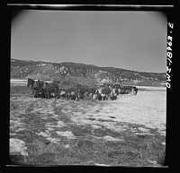 [Untitled photo, possibly related to: Moreno Valley, Colfax County, New Mexico. Winter feeding on George Mutz's ranch]. Sourced from the Library of Congress.