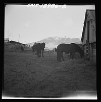 Moreno Valley, Colfax County, New Mexico. Home corrals on the Mutz ranch. Sourced from the Library of Congress.