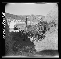 [Untitled photo, possibly related to: Moreno Valley, Colfax County, New Mexico. Pitching hay into a rack for winter feeding on the Mutz ranch]. Sourced from the Library of Congress.