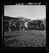 [Untitled photo, possibly related to: Moreno Valley, Colfax County, New Mexico. Fattening stock on the Mutz ranch]. Sourced from the Library of Congress.