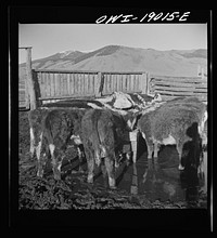 [Untitled photo, possibly related to: Moreno Valley, Colfax County, New Mexico. Fattening stock on the Mutz ranch]. Sourced from the Library of Congress.