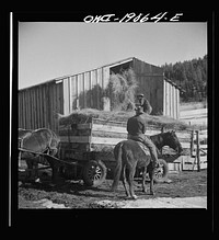 Moreno Valley, Colfax County, New Mexico. Loading hay into a rack for winter feeding on the range on William Heck's ranch. Sourced from the Library of Congress.