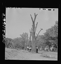 Washington, D.C. Preparing the ground for the construction of emergency buildings on Independence Avenue. Sourced from the Library of Congress.