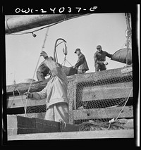 New York, New York. Dock stevedores at the Fulton fish market sending up baskets of fish from the holds of the boats to the docks where it is bought, stored in barrels and packed in ice for delivery to wholesalers. Sourced from the Library of Congress.