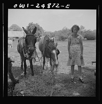 San Augustine, Texas. Farm girl with a mule team behind the courthouse on Saturday afternoon. Sourced from the Library of Congress.