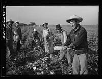 Stockton (vicinity), California. Mexican agricultural laborer topping sugar beets. Sourced from the Library of Congress.